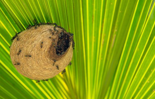 Costa Rica 2025 – Bild 131