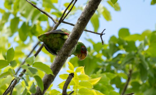 Costa Rica 2025 – Bild 132