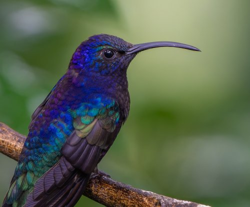 Costa Rica 2025 – Bild 191