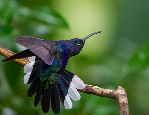 Costa Rica 2025 – Bild 192