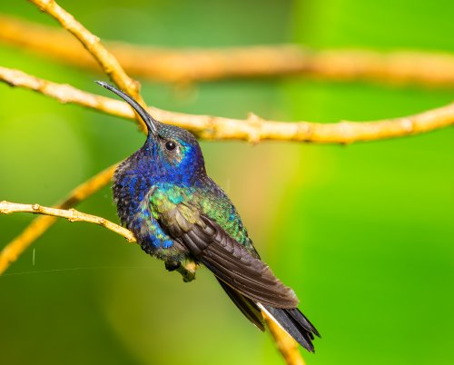 Costa Rica 2025 – Bild 200