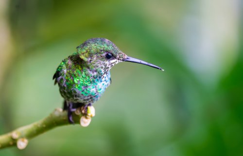 Costa Rica 2025 – Bild 201