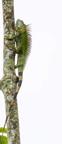 Costa Rica 2025 – Bild 207