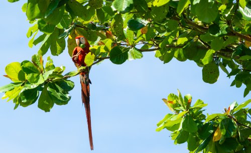 Costa Rica 2025 – Bild 220
