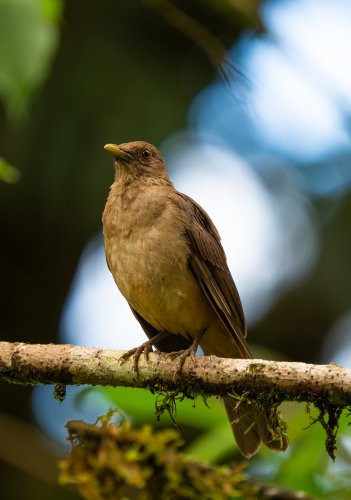 Costa Rica 2025 – Bild 228