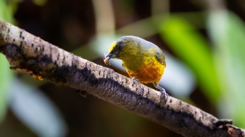 Costa Rica 2025 – Bild 230