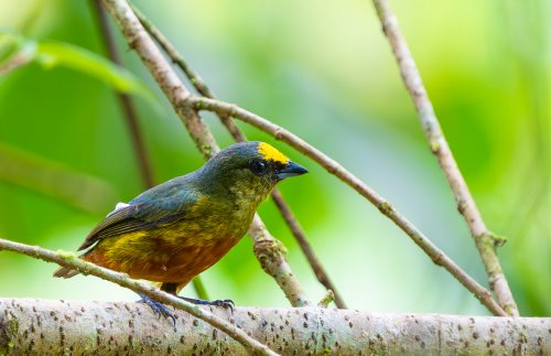 Costa Rica 2025 – Bild 231