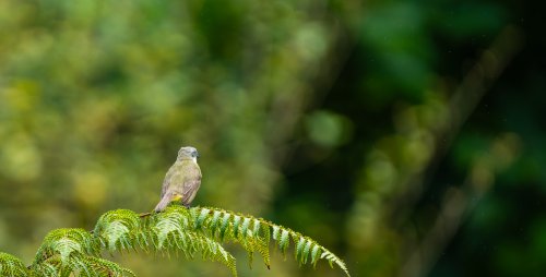 Costa Rica 2025 – Bild 232