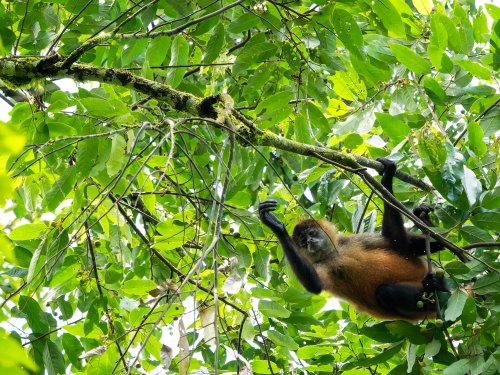 Costa Rica 2025 – Bild 244