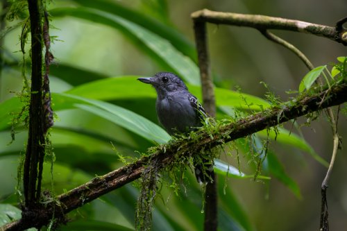 Costa Rica 2025 – Bild 251