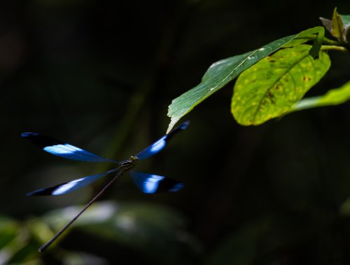 Costa Rica 2025 – Bild 255
