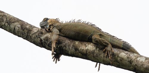 Costa Rica 2025 – Bild 276