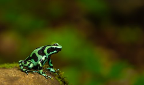 Costa Rica 2025 – Bild 278