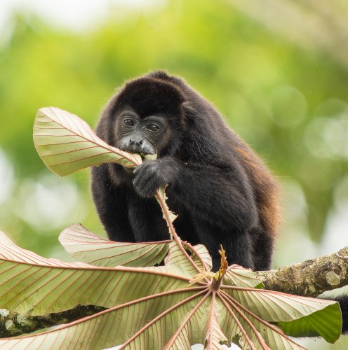 Costa Rica 2025 – Bild 282