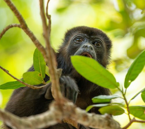 Costa Rica 2025 – Bild 65