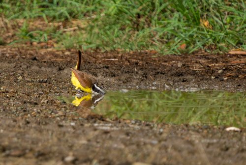 Costa Rica 2025 – Bild 92